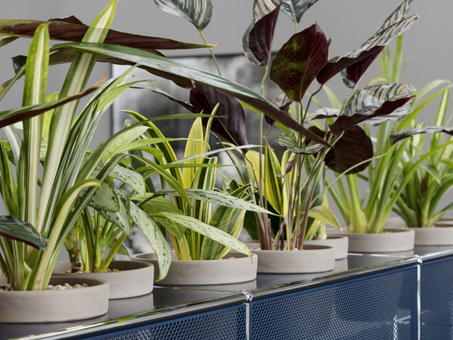 Zimmerpflanzen – die perfekte Dekoration für Ihr Zuhause